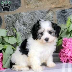 Archie, Havachon Puppy