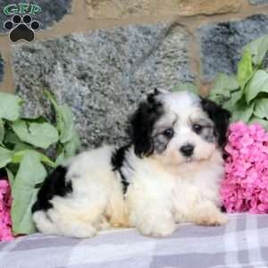 Archie, Havachon Puppy