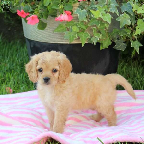Aria, Miniature Poodle Mix Puppy