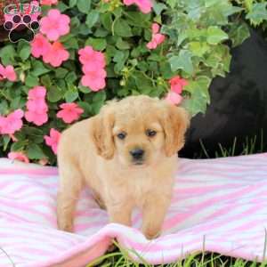 Aria, Miniature Poodle Mix Puppy