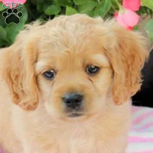 Aria, Miniature Poodle Mix Puppy