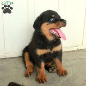 Ariel Rottweilers Rottweiler Puppies For Sale - Greenfield Puppies