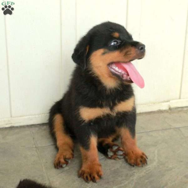 Arielle, Rottweiler Puppy