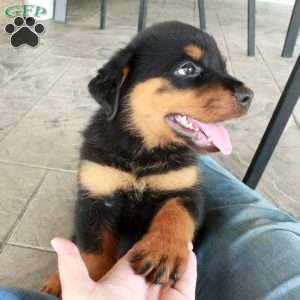 Arielle, Rottweiler Puppy