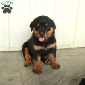 Arielle, Rottweiler Puppy