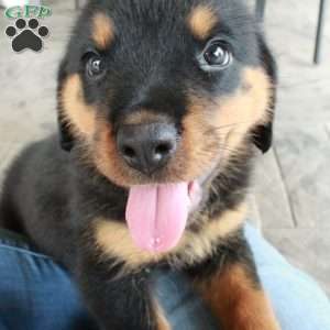 Arielle, Rottweiler Puppy