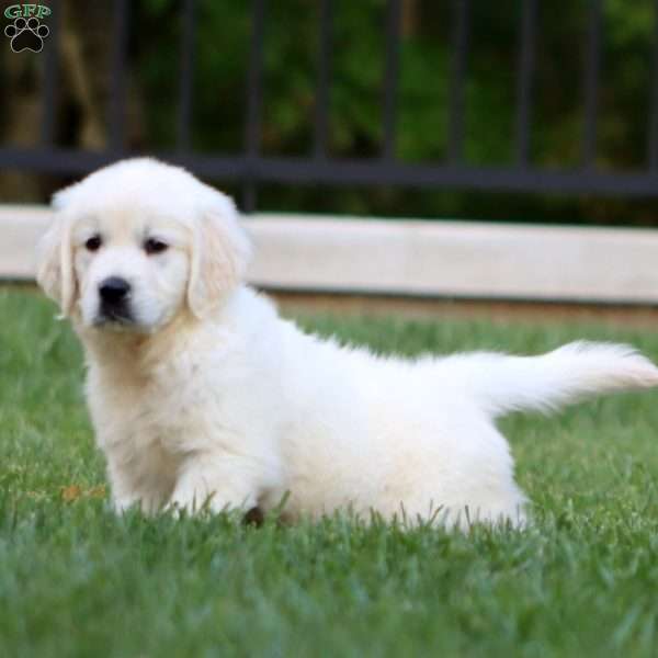 Arnie, English Cream Golden Retriever Puppy