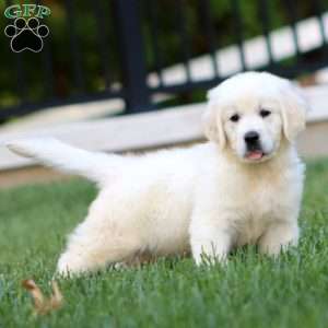 Arnie, English Cream Golden Retriever Puppy