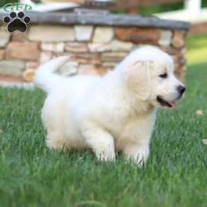 Arnie, English Cream Golden Retriever Puppy