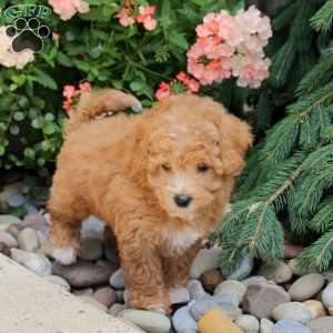 Arno, Bich-Poo Puppy