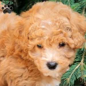 Arno, Bich-Poo Puppy
