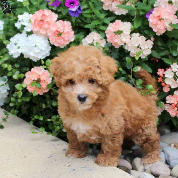 Arno, Bich-Poo Puppy