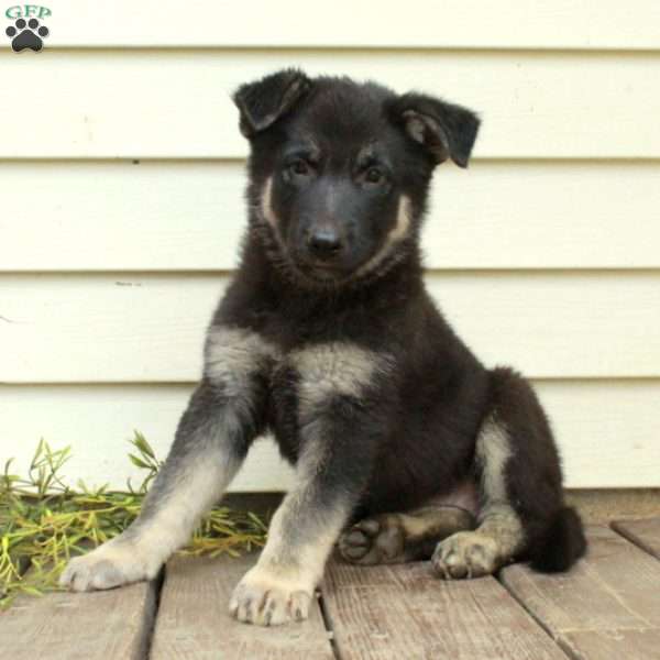Artemis, German Shepherd Puppy