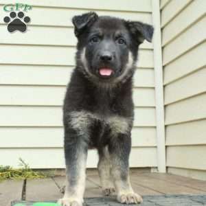 Artemis, German Shepherd Puppy