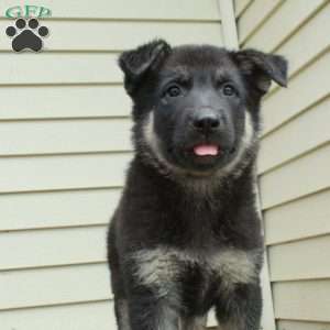 Artemis, German Shepherd Puppy
