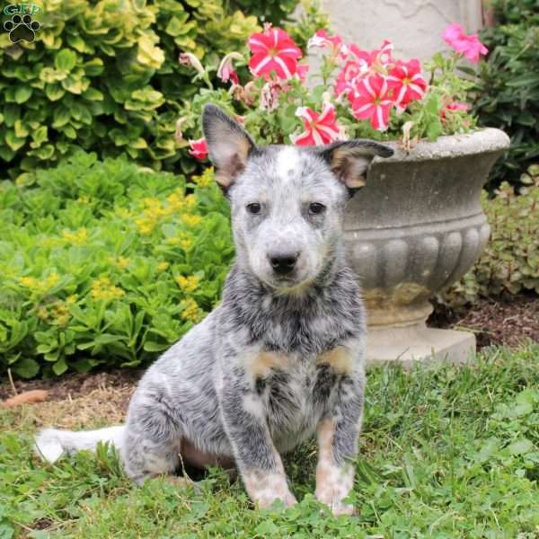 Arthur, Blue Heeler – Australian Cattle Dog Puppy