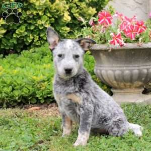 Arthur, Blue Heeler – Australian Cattle Dog Puppy