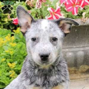 Arthur, Blue Heeler – Australian Cattle Dog Puppy