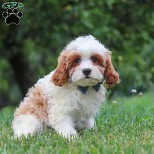 Asher, Cavapoo Puppy