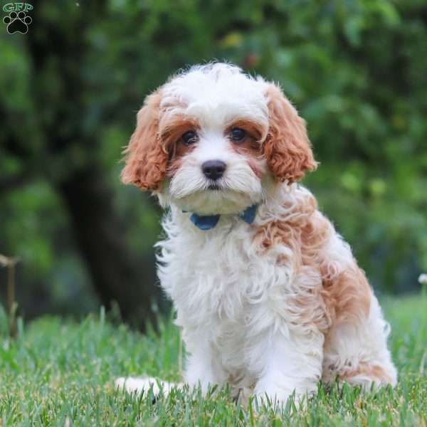 Asher, Cavapoo Puppy