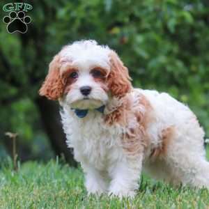 Asher, Cavapoo Puppy