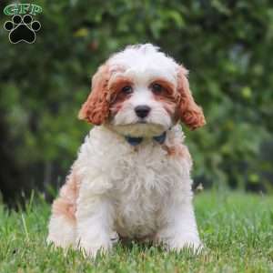 Asher, Cavapoo Puppy