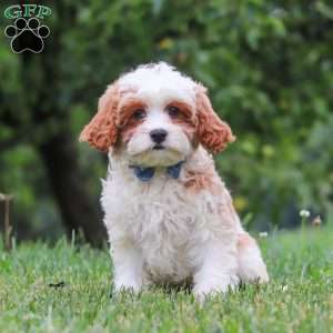Asher, Cavapoo Puppy