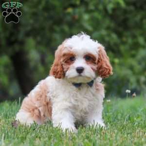 Asher, Cavapoo Puppy