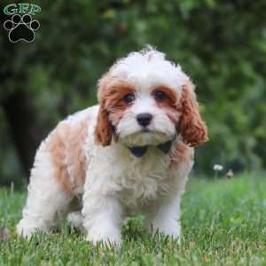 Asher, Cavapoo Puppy