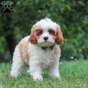 Asher, Cavapoo Puppy