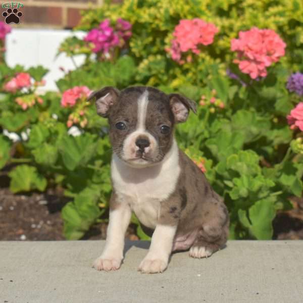 Asher, Boston Terrier Puppy