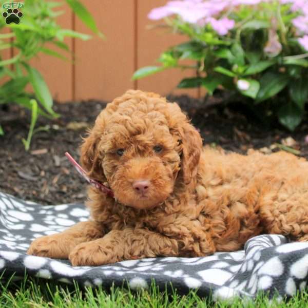 Asher, Mini Goldendoodle Puppy
