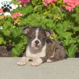 Asher, Boston Terrier Puppy