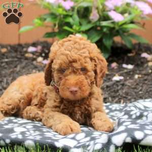 Asher, Mini Goldendoodle Puppy