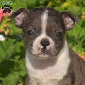 Asher, Boston Terrier Puppy
