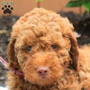 Asher, Mini Goldendoodle Puppy