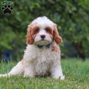 Asher, Cavapoo Puppy