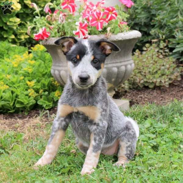 Ashley, Blue Heeler – Australian Cattle Dog Puppy
