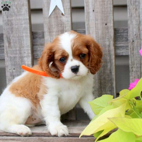 Ashley, Cavalier King Charles Spaniel Puppy