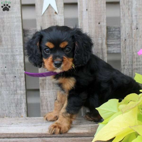 Ashton, Cavalier King Charles Spaniel Puppy