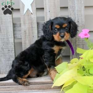 Ashton, Cavalier King Charles Spaniel Puppy