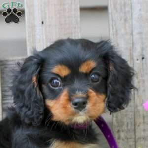 Ashton, Cavalier King Charles Spaniel Puppy