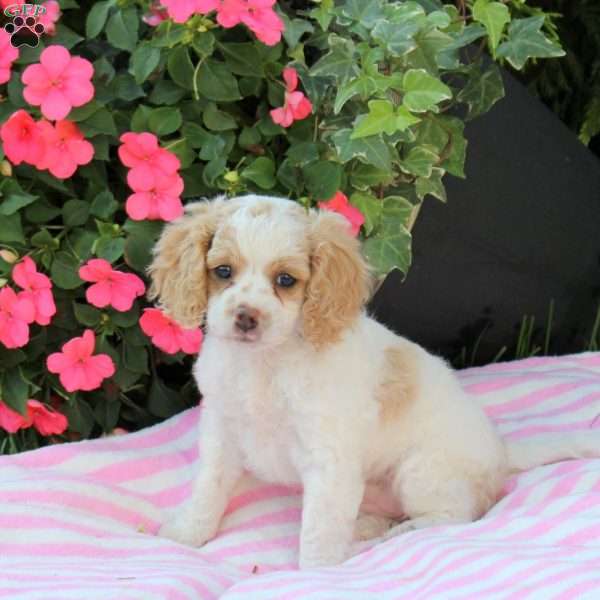 Aspen, Miniature Poodle Mix Puppy
