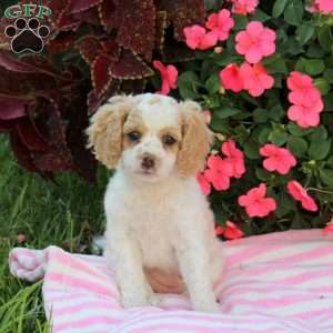 Aspen, Miniature Poodle Mix Puppy