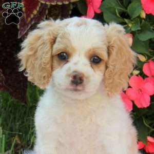 Aspen, Miniature Poodle Mix Puppy