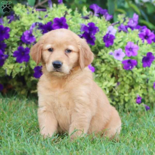 Aspen, Golden Retriever Puppy