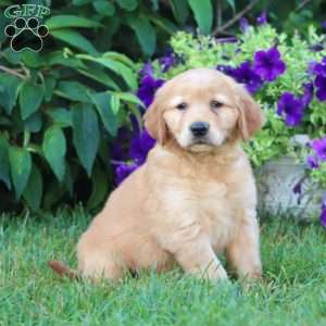 Aspen, Golden Retriever Puppy