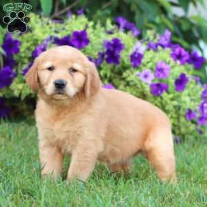 Aspen, Golden Retriever Puppy