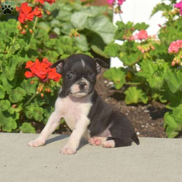 Athena, Boston Terrier Puppy