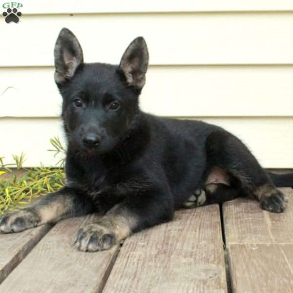 Athena, German Shepherd Puppy